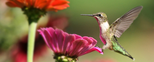 Google Hummingbird for dentists